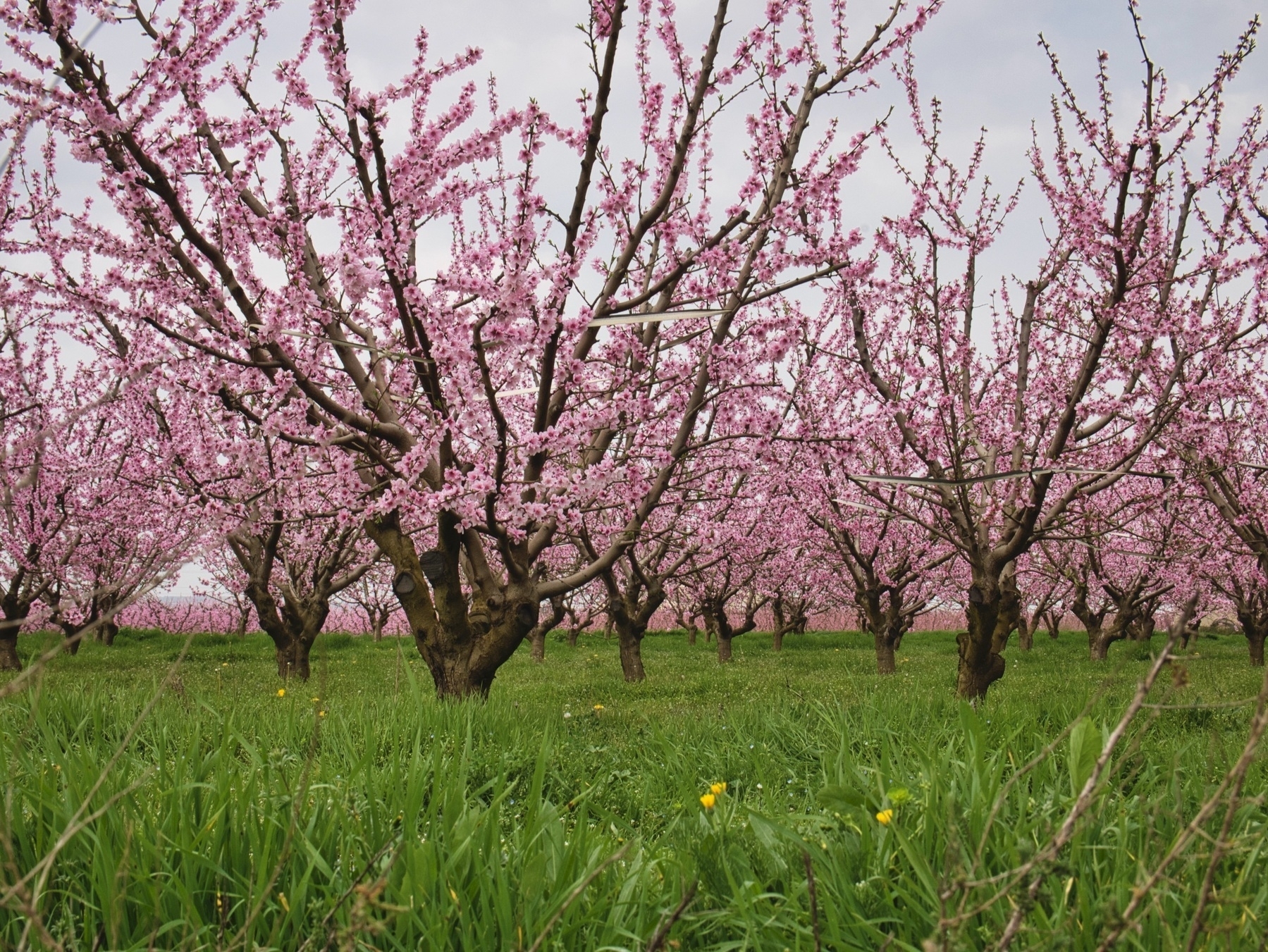 Peach orchard Aitona