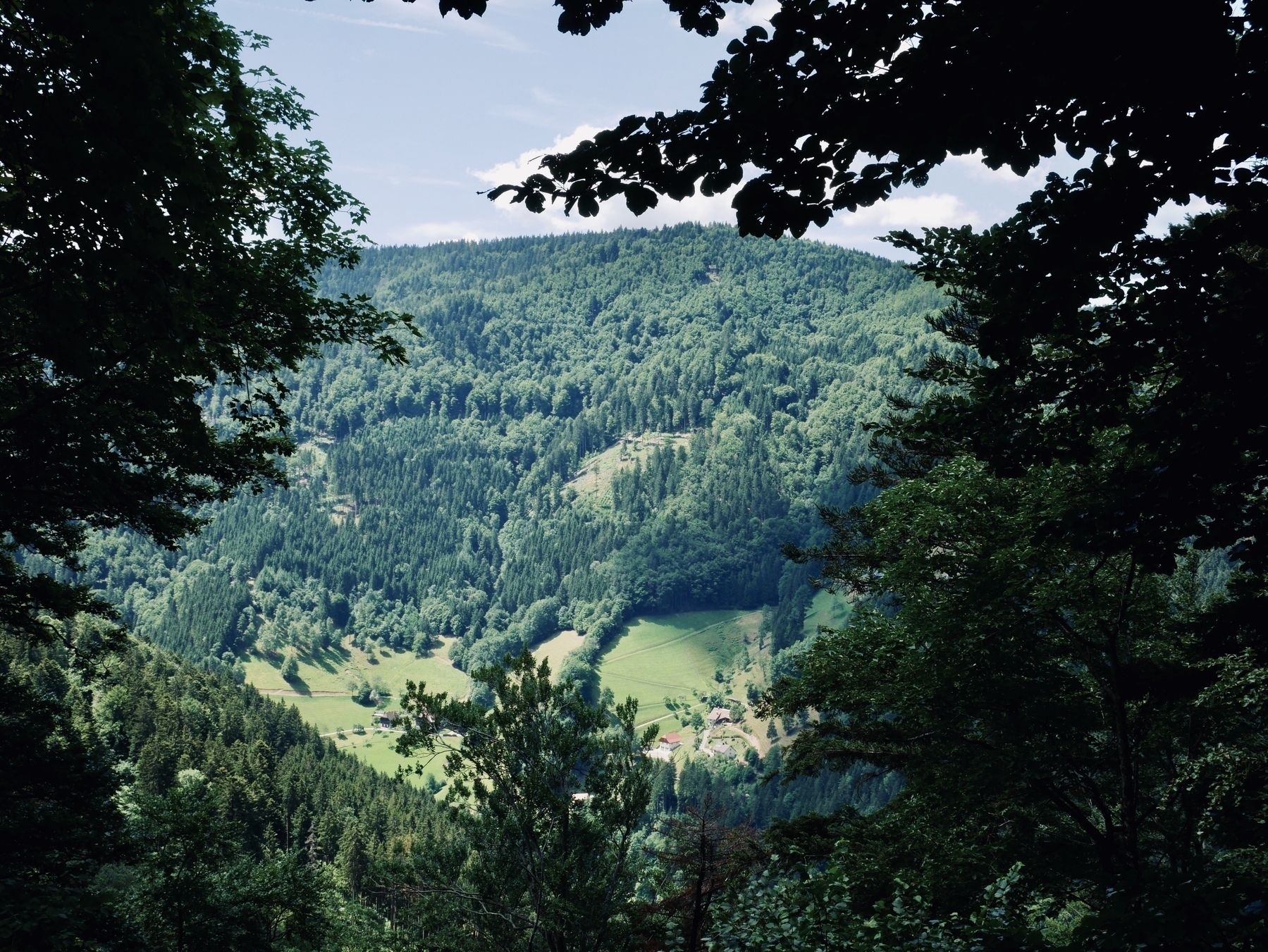 Black forest view